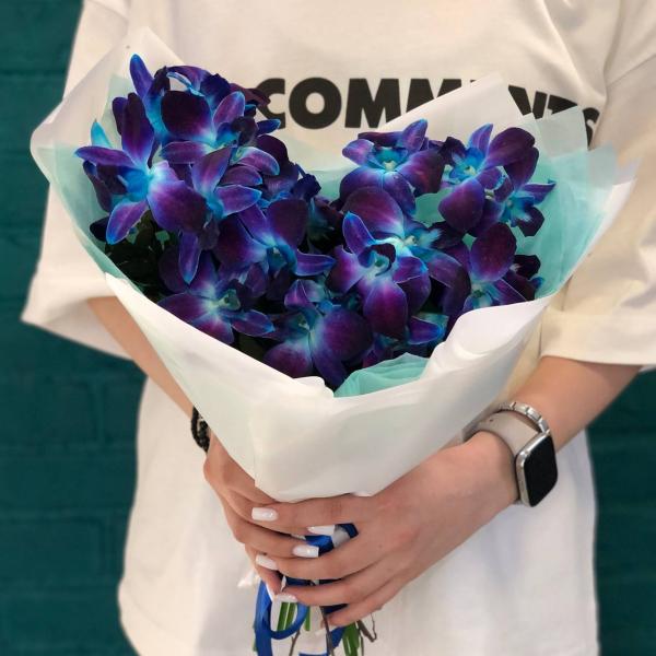 фото 13 синих орхидей "Искра"