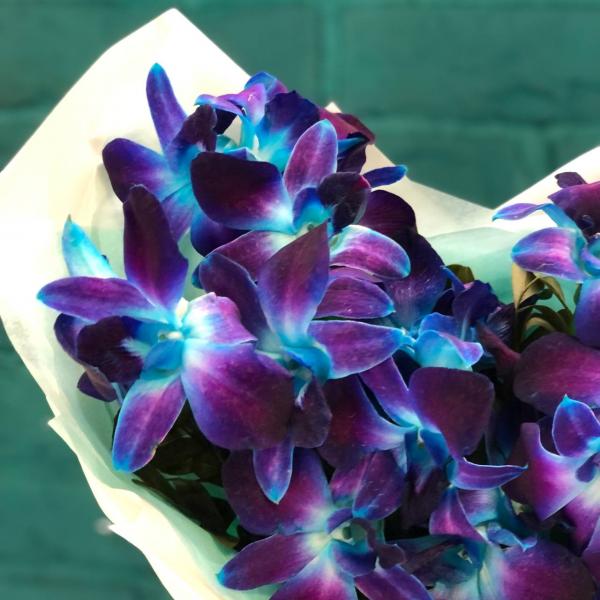 фото 13 синих орхидей "Искра"