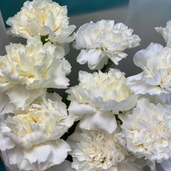 фото 11 белых гвоздик "Белоснежная долина"