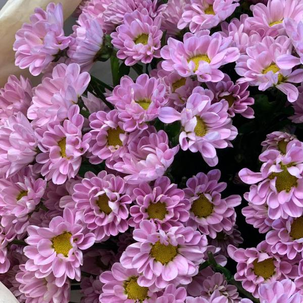 фото 15 фиолетовых хризантем "Таинственное очарование"