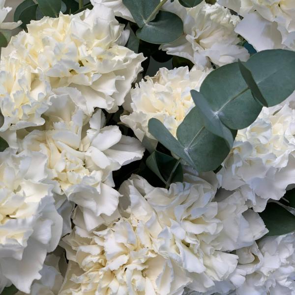 фото 25 белых гвоздик и эвкалипт "Королевская диадема"