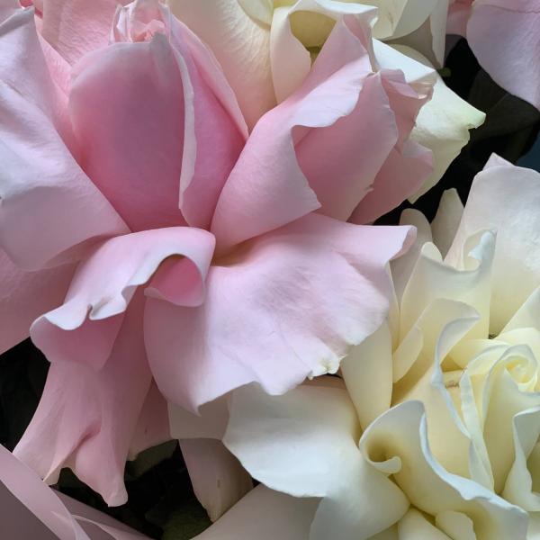 фото 11 французских роз "Авеню"