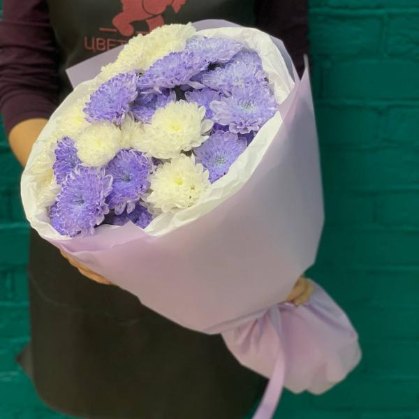 фото 7 лавандово-белых хризантем "Ежевичный йогурт"