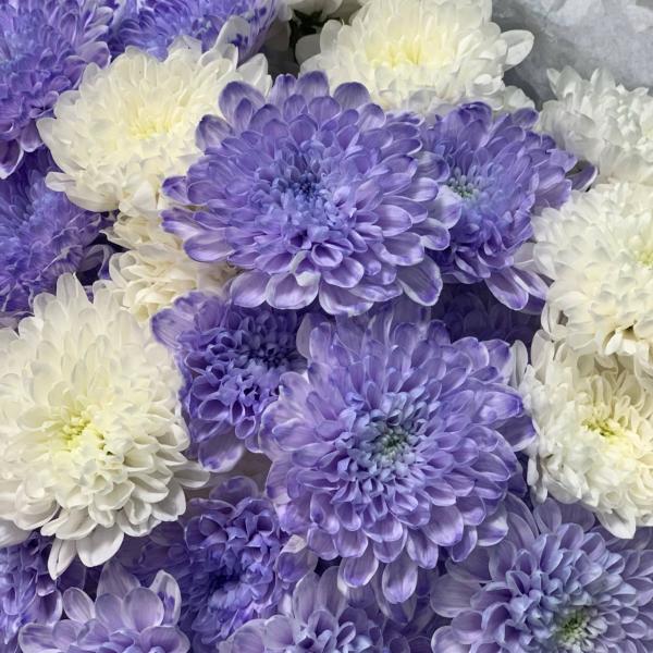 фото 7 лавандово-белых хризантем "Ежевичный йогурт"