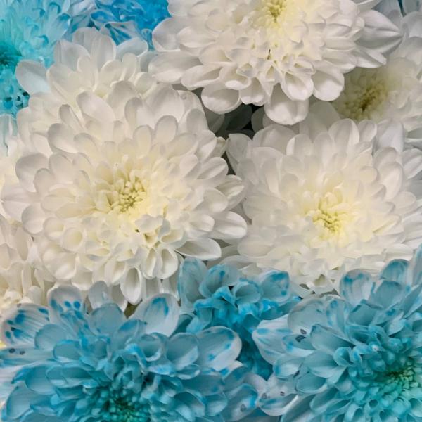 фото 7 голубо-белых хризантем "Небесное сияние"