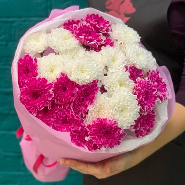 фото 7 малиново-белых хризантем "Вишневый йогурт"