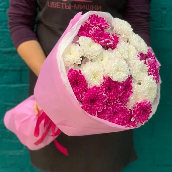 фото 7 малиново-белых хризантем "Вишневый йогурт"