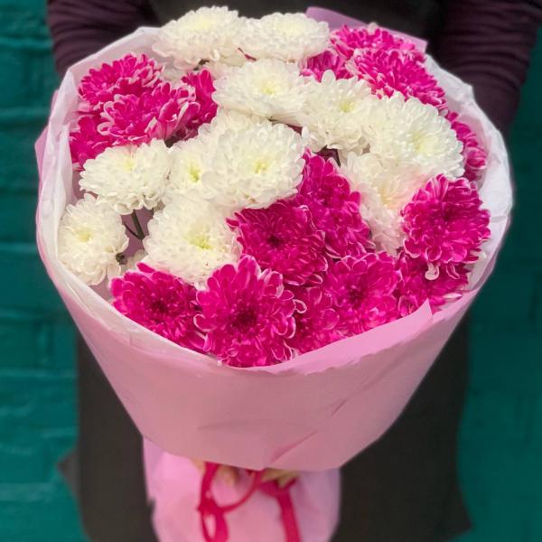 фото 7 малиново-белых хризантем "Вишневый йогурт"
