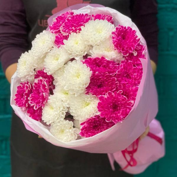 фото 7 малиново-белых хризантем "Вишневый йогурт"