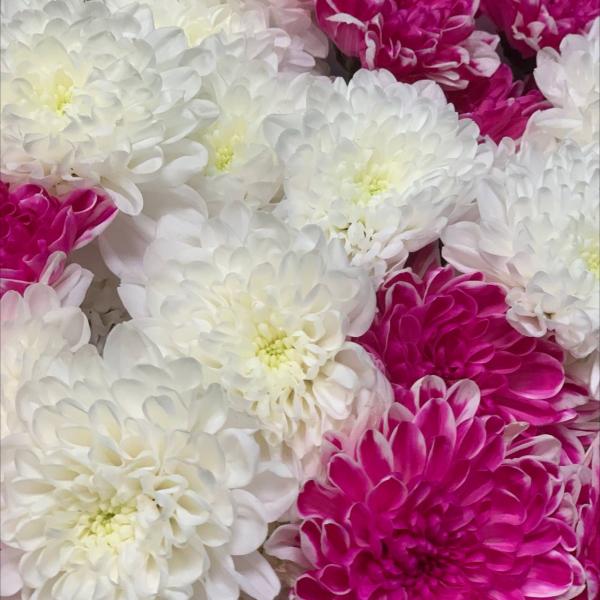 фото 7 малиново-белых хризантем "Вишневый йогурт"