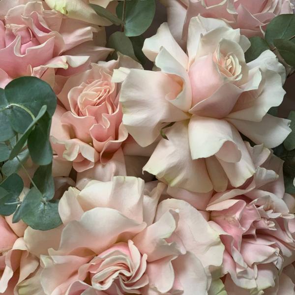 фото 15 розовых французских роз "Париж Брест"