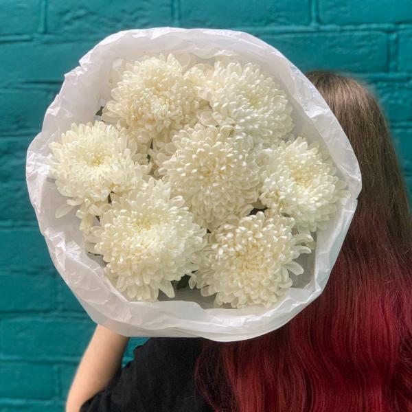 фото 7 белых одноголовых хризантем "Помпон"