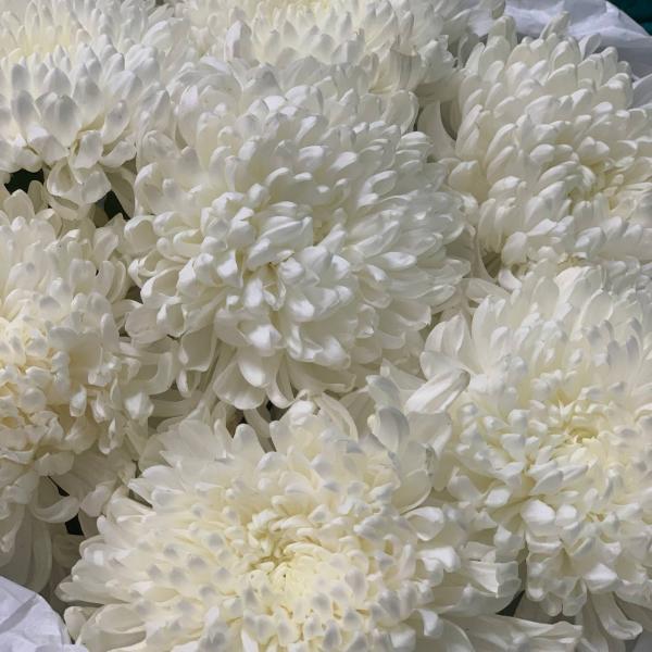 фото 7 белых одноголовых хризантем "Помпон"