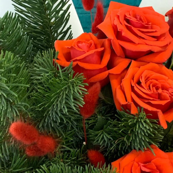 фото Нобилиса и розы "Зимняя страсть"