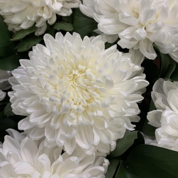 11 хризантем "Пушистые сны"