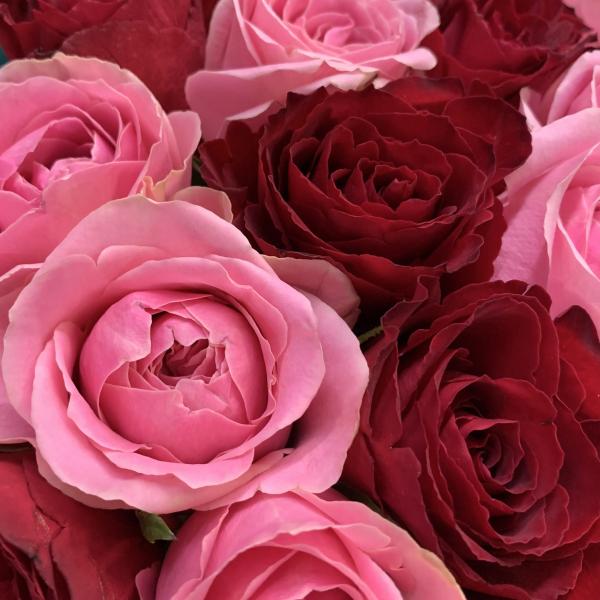 51 роз "Манами" 