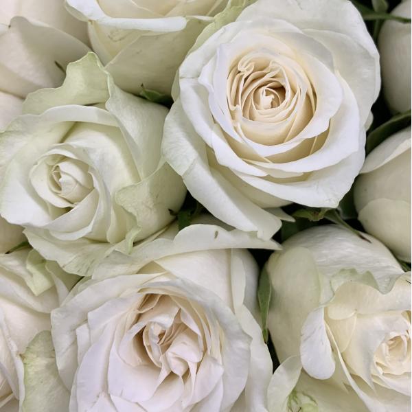 35 белых роз "Жемчужина"