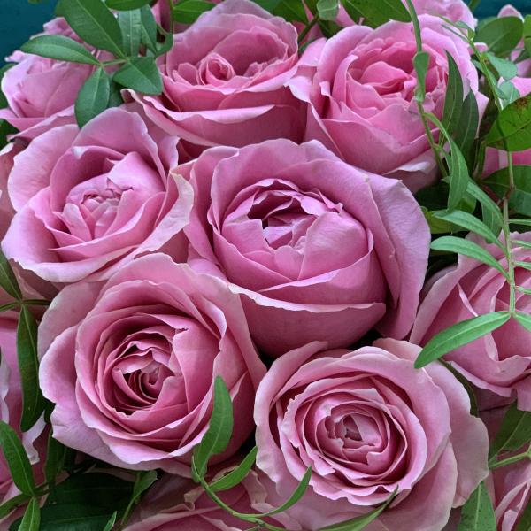 25 розовых роз "Семирамида"