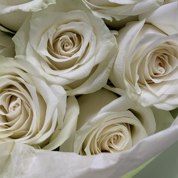 35 белых роз "Душистая мята"