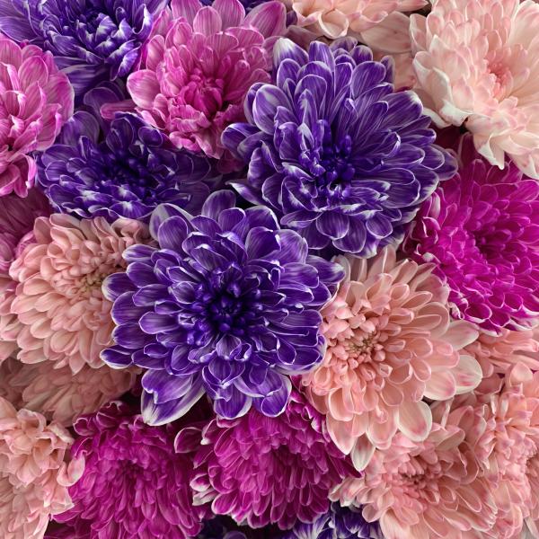 9 хризантем "Красочный бум"