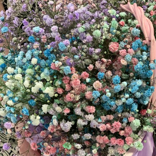 11 гипсофил "Радужное облако"