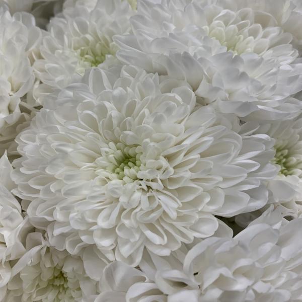 17 хризантем "Любовь на расстоянии"