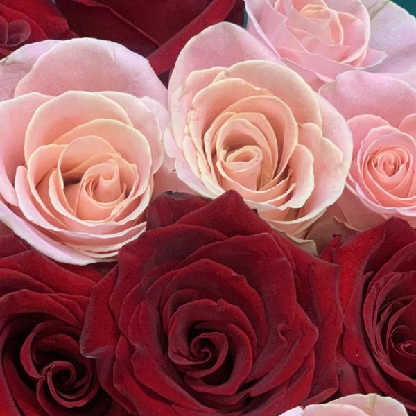 23 розы "Восхищение"