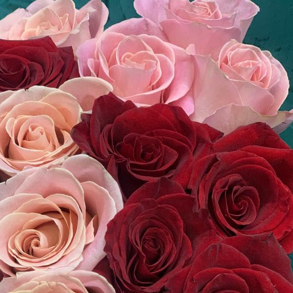 25 роз "Искра"