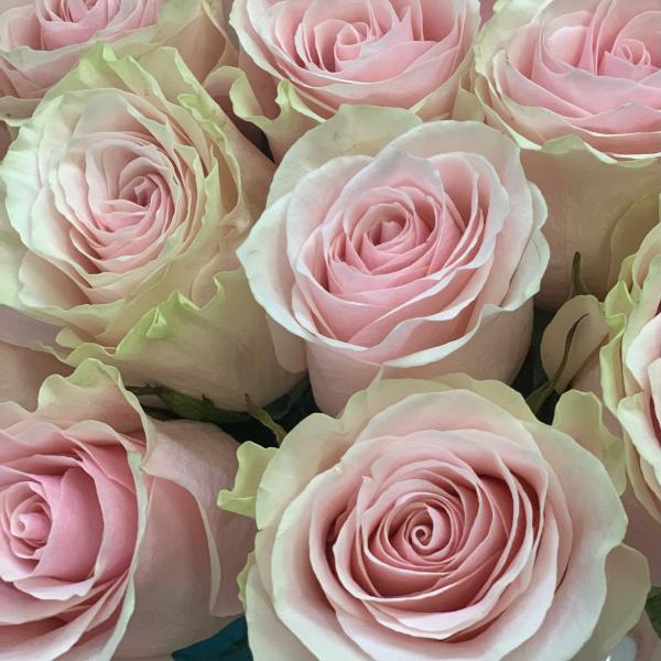 23 розы "Умиротворение" 