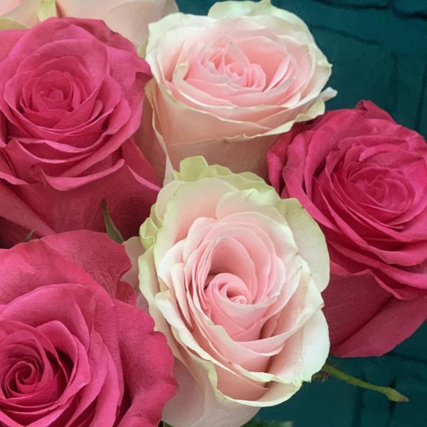 11 роз "Вселенная"