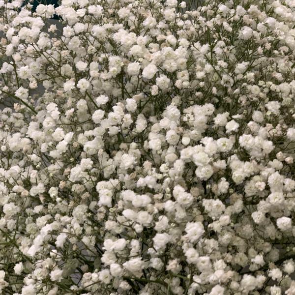 23 белых гипсофил "Лунное затмение"