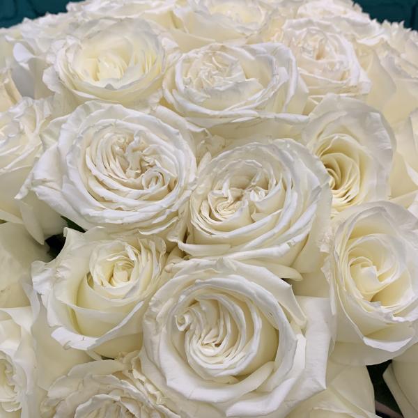51 белая роза "Вихрь"