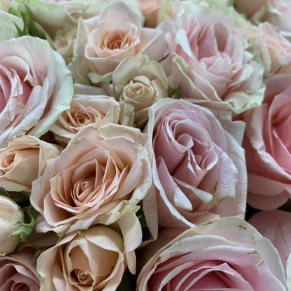 51 розовая роза и кустовая роза "Лавента"