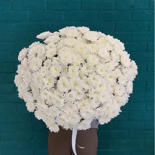 31 белая хризантема "Облачко" 