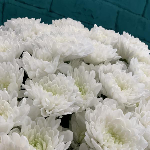31 белая хризантема "Облачко" 