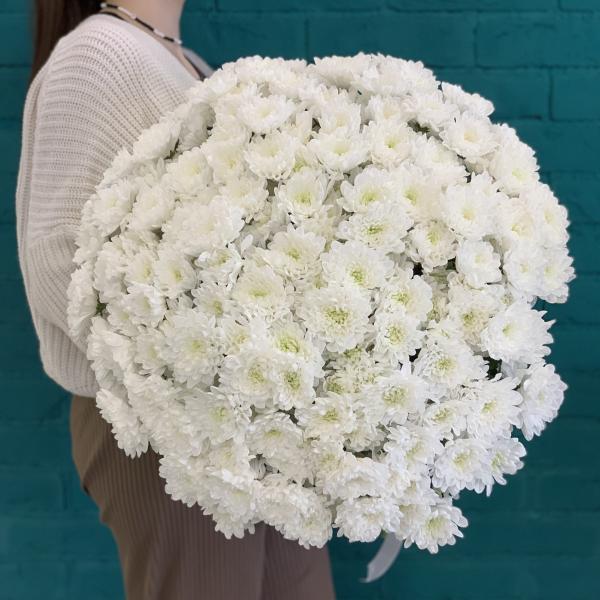 31 белая хризантема "Облачко" 