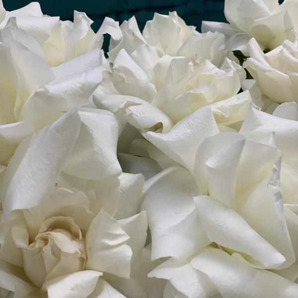 9 белых французских роз "Лебединое озеро"