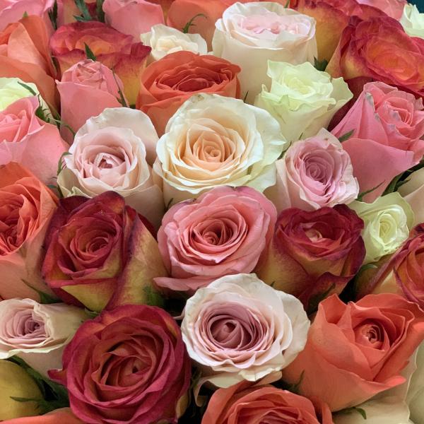 101 роза "Юпитер"