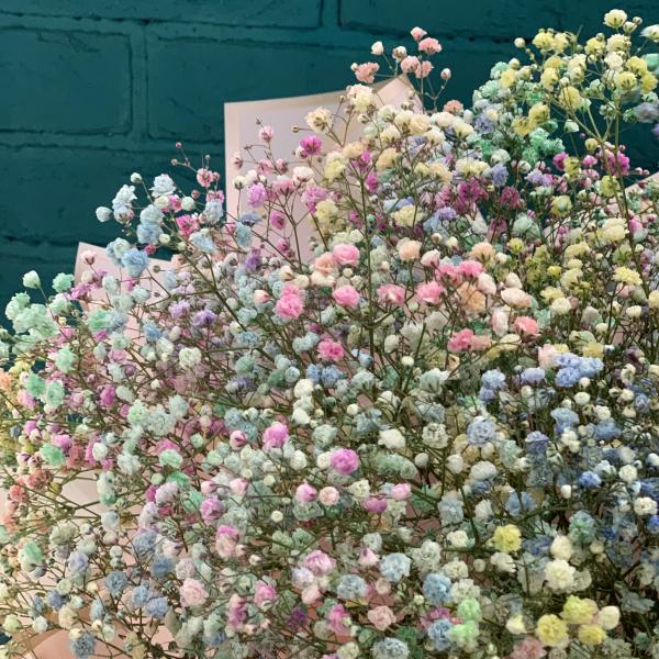 11 гипсофил "Радужная зефирка"