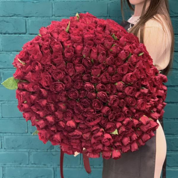 251 красная роза "Прости меня"