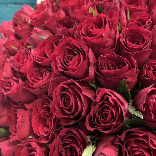 251 красная роза "Прости меня"