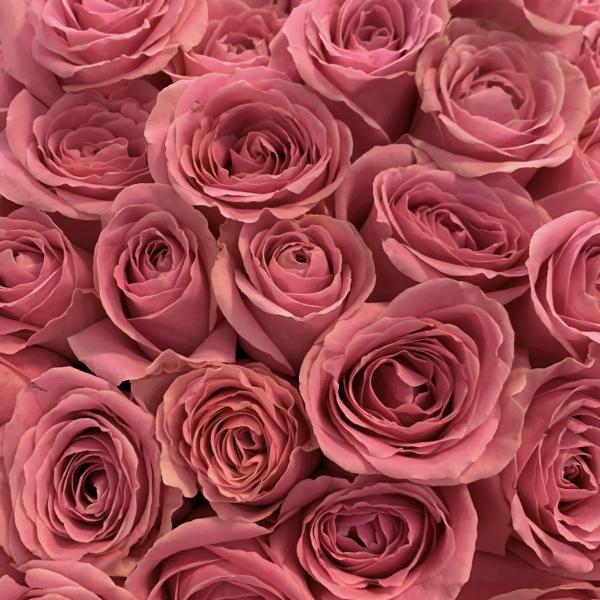 151 роза "Чарующий взгляд"