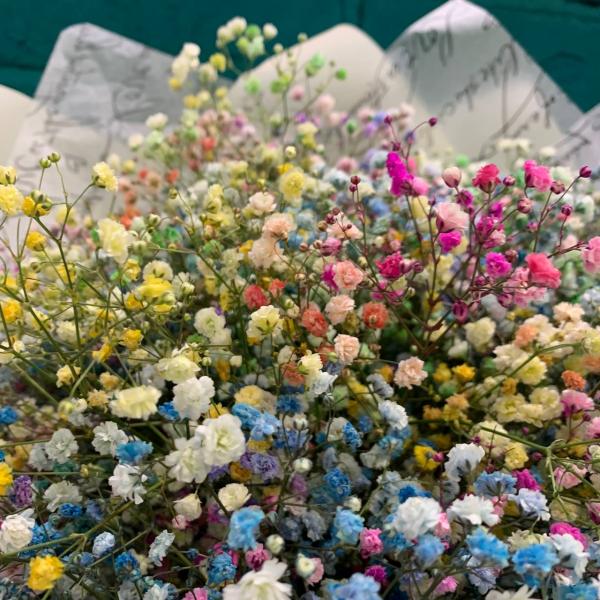 11 гипсофил "Молодость"