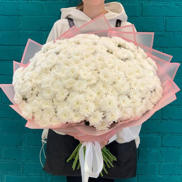 51 белая хризантема "Чудо Франции"