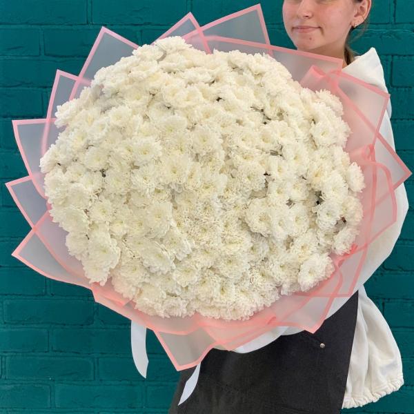 51 белая хризантема "Чудо Франции"