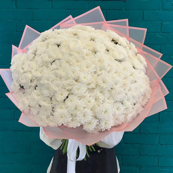 51 белая хризантема "Чудо Франции"