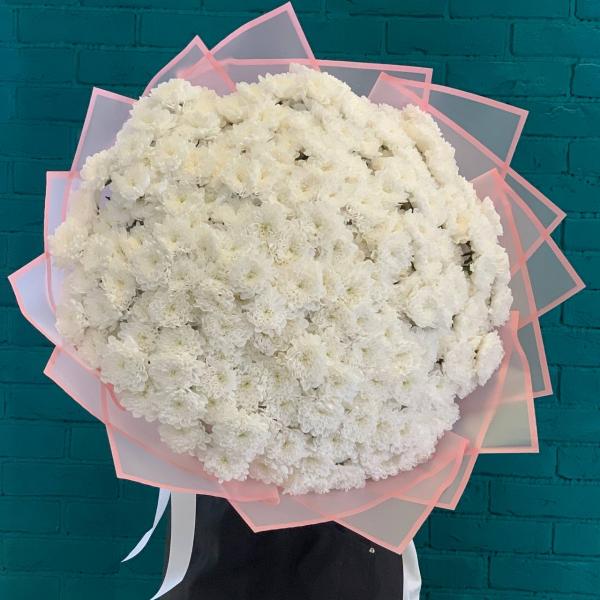 51 белая хризантема "Чудо Франции"