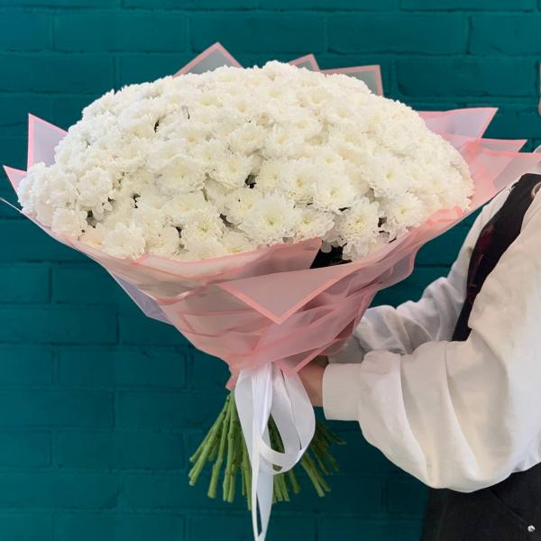 51 белая хризантема "Чудо Франции"