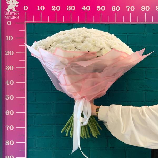 51 белая хризантема "Чудо Франции"