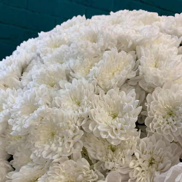 51 белая хризантема "Чудо Франции"
